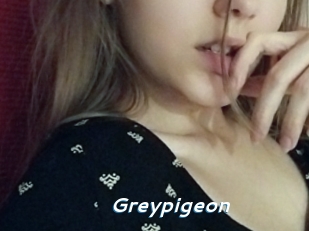 Greypigeon